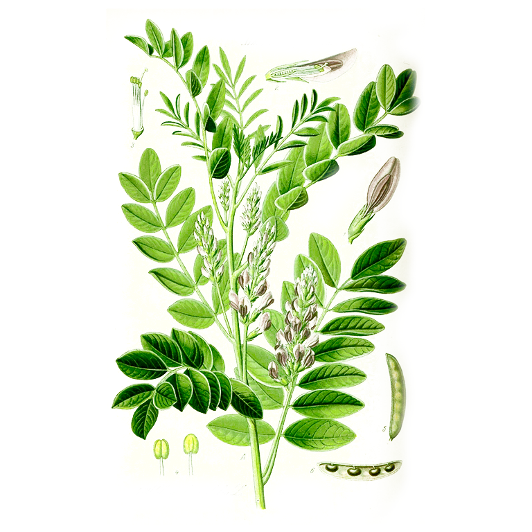 Солодка лист. Лакрица Солодка растение. Glycyrrhiza glabra корень солодки. Корень солодки, Солодка Уральская, лакричник.